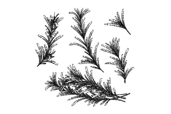 Download Rosemary Set Sketch Hand Drawn Vector - Sketch Collection